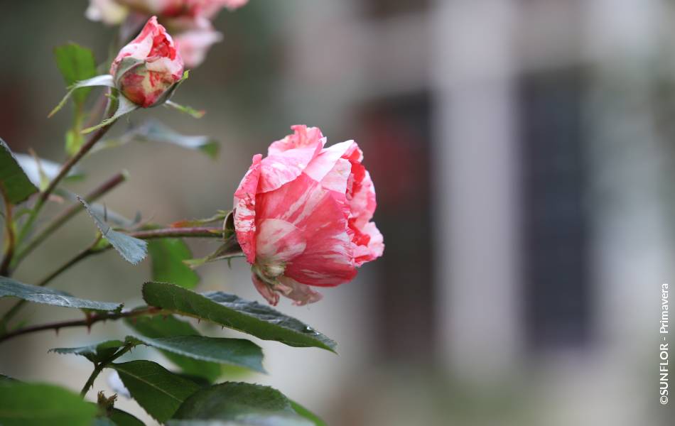 ©SUNFLOR - Primavera